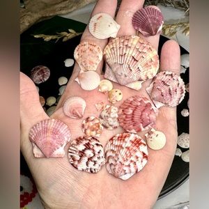 100 Colorful FLORIDA CALICO SCALLOPS SHELLS CRAFTING DIY COLLECTING MIXED LOT